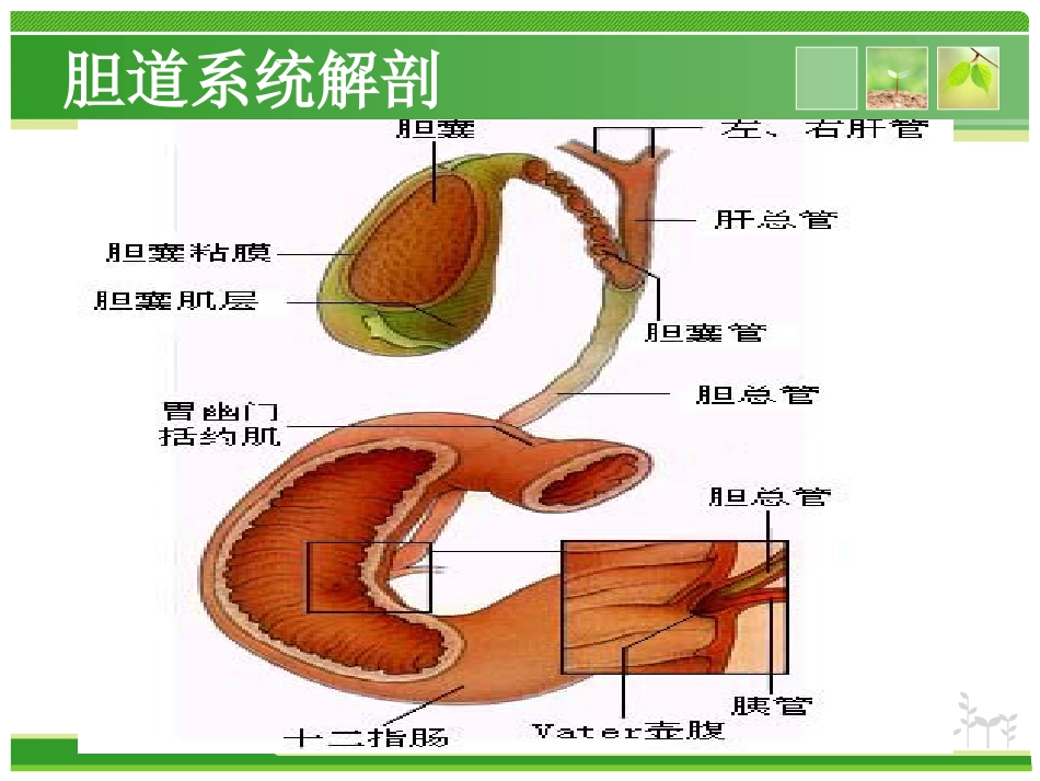外科护理：胆总管结石护理查房_第5页