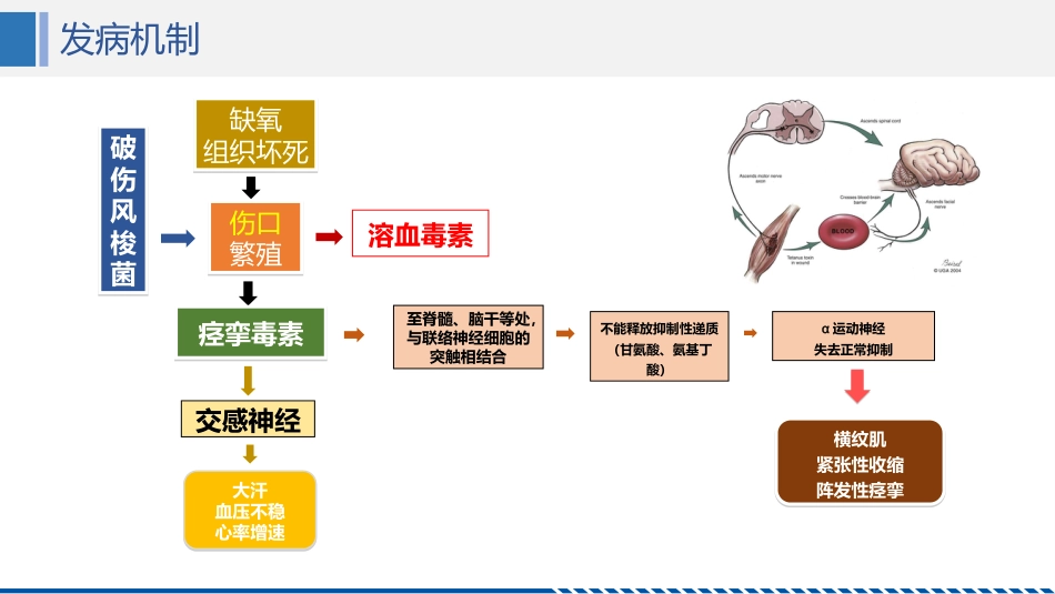 破伤风患者护理查房_第7页