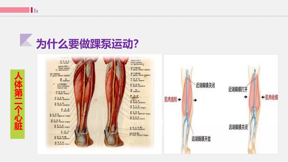 踝泵运动-只要动起来就会栓不住_第5页