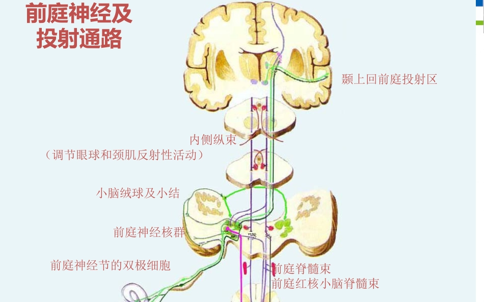 眩晕诊治的专家共识_第5页