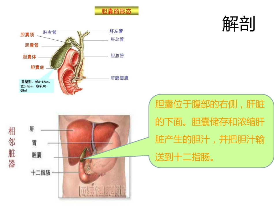 胆囊息肉诊治共识_第2页