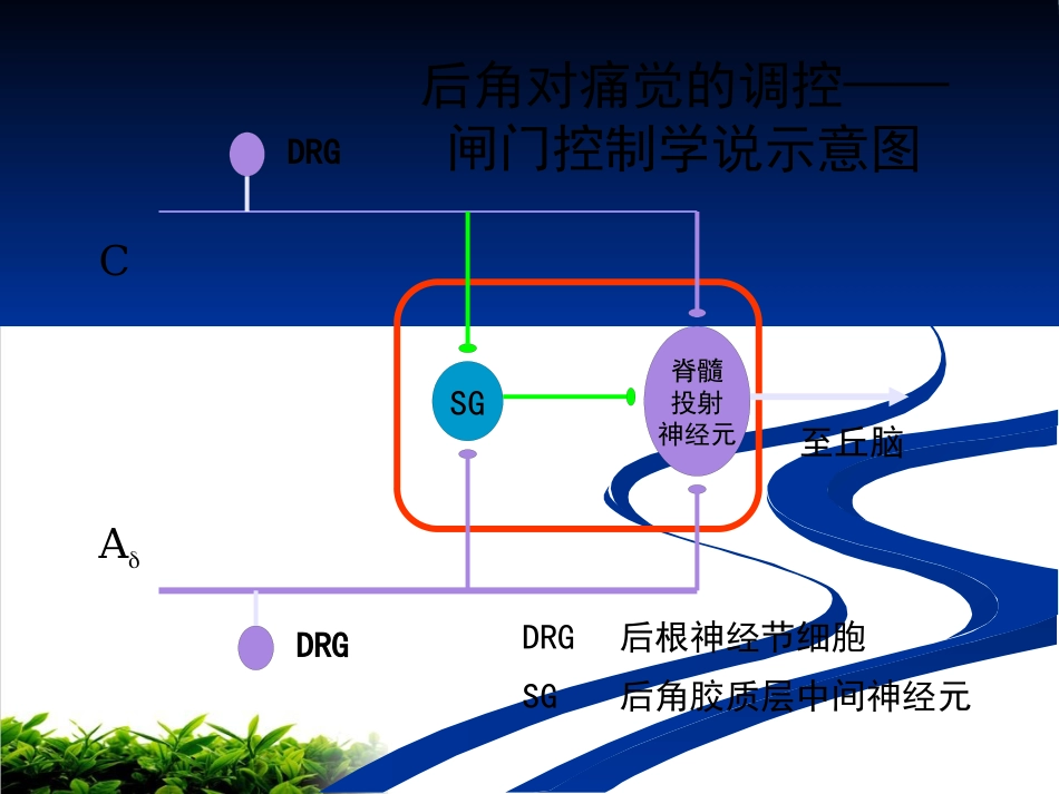 神经病理性疼痛专家共识解读ppt课件_第11页