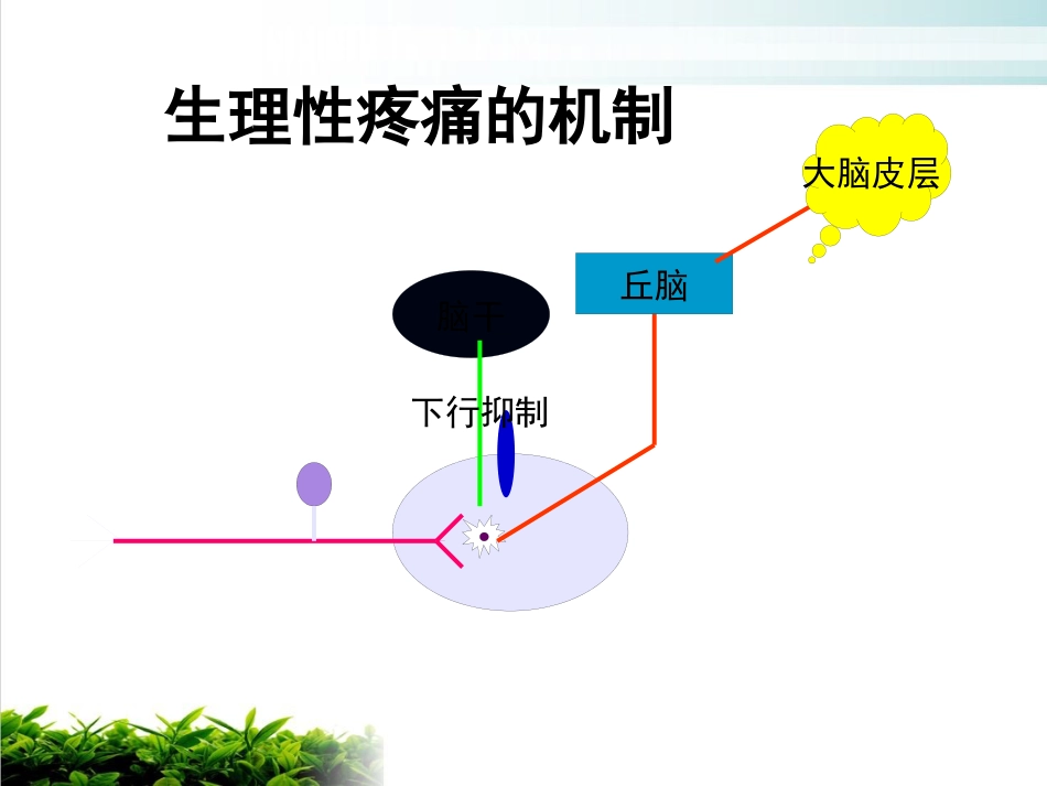 神经病理性疼痛专家共识解读ppt课件_第8页