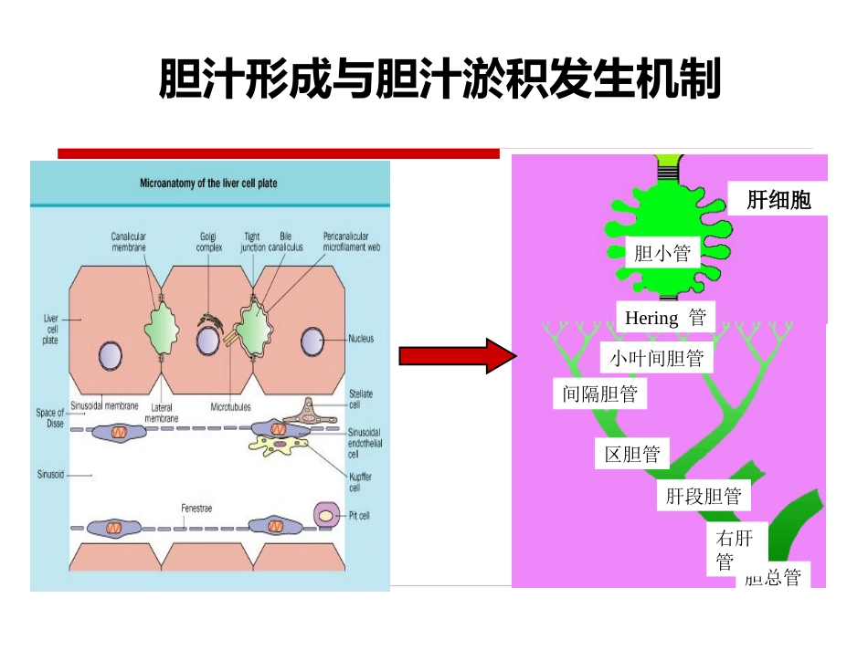 《胆汁淤积性肝病治疗专家共识》解读_第6页