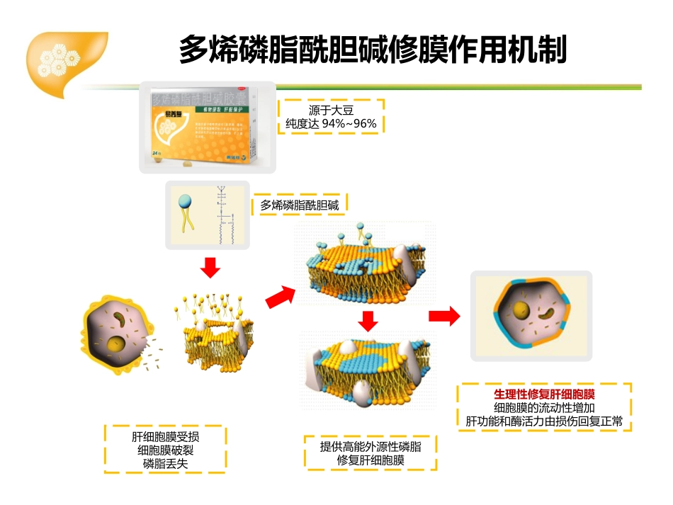 多烯磷脂酰胆碱在肝病临床应用专家共识_第14页