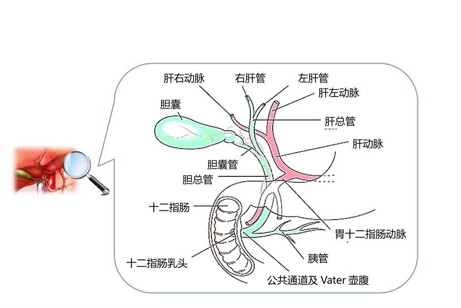 胆汁淤积性肝病诊治专家共识ppt课件_第7页