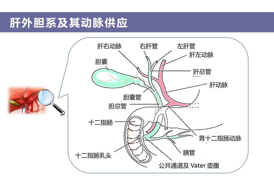 胆汁淤积和自身免疫性肝病诊治专家共识_第10页