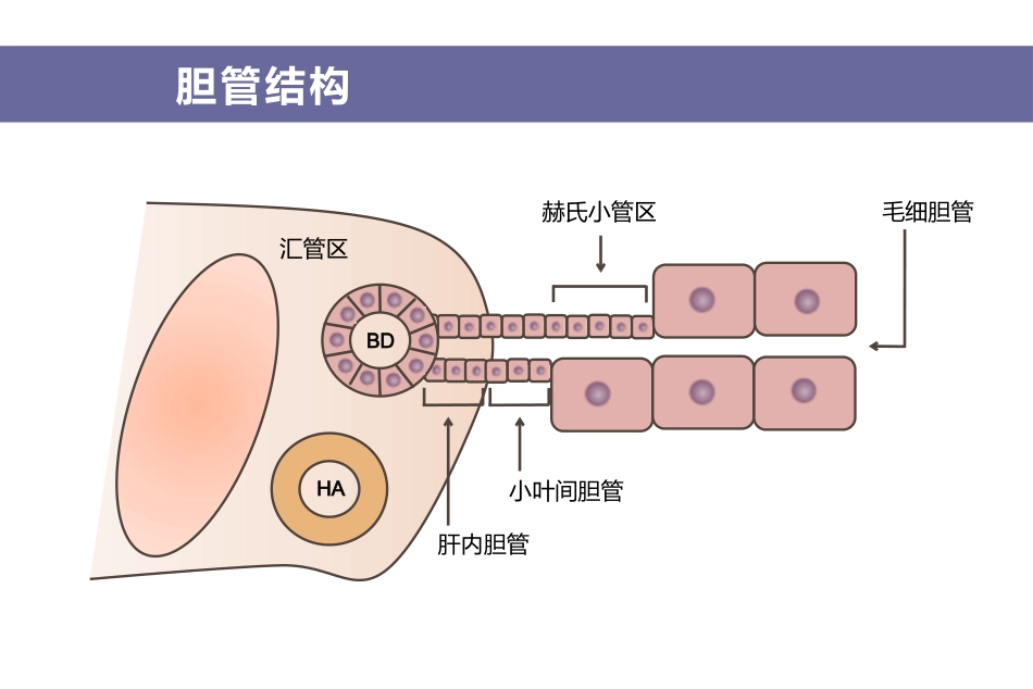 胆汁淤积和自身免疫性肝病诊治专家共识_第8页