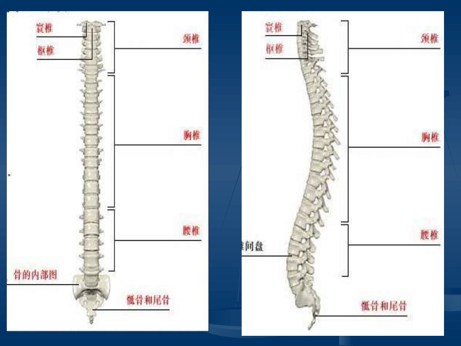 腰腿痛的认识与防治(健康讲座)_第8页