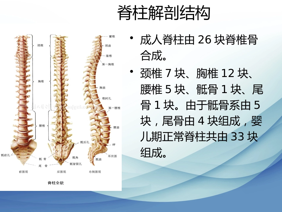 脊柱相关疾病-残联讲座_第12页