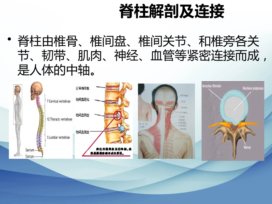 脊柱相关疾病-残联讲座_第13页
