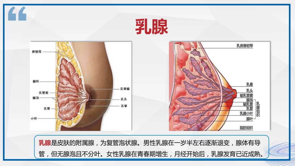 乳腺健康知识科普_第3页