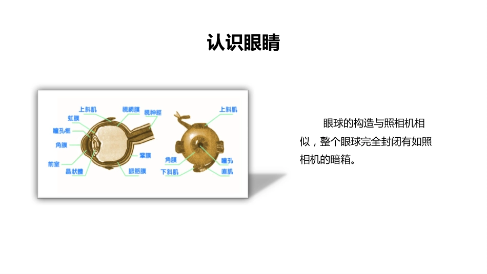 保护眼睛预防近视PPT(1)_第8页