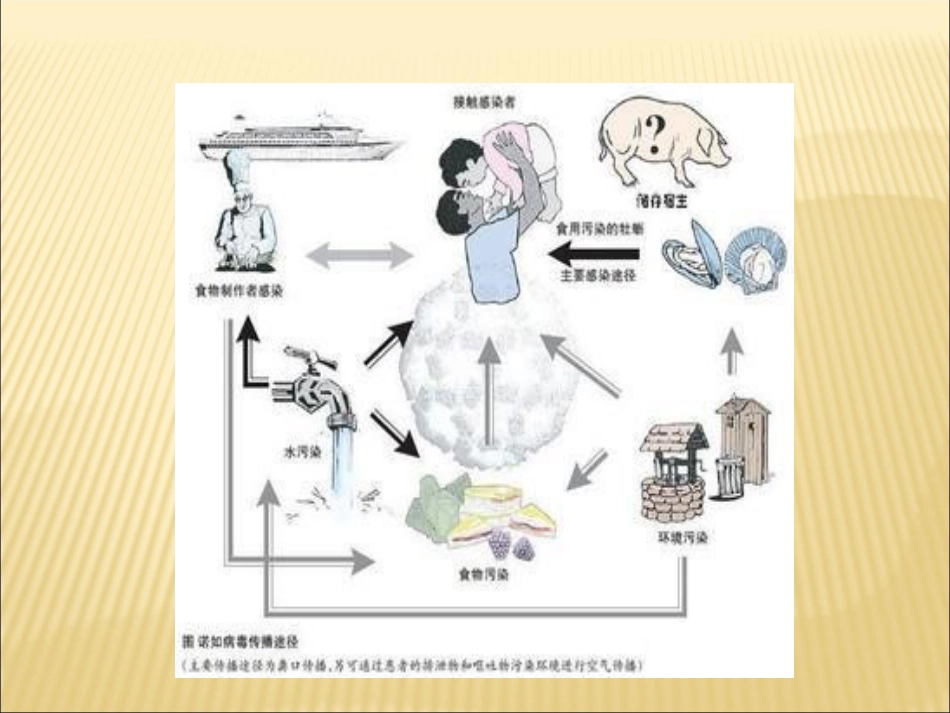 诺如病毒防治讲座_第14页