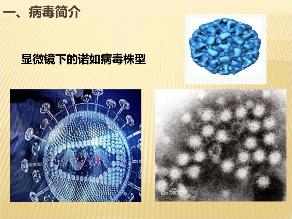 诺如病毒防治讲座_第3页