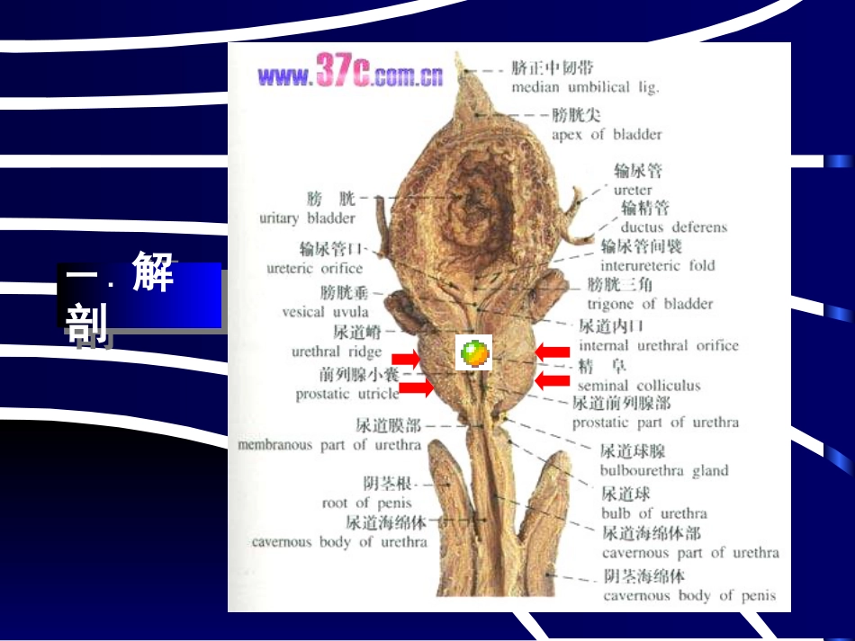 良性前列腺增生病_第2页