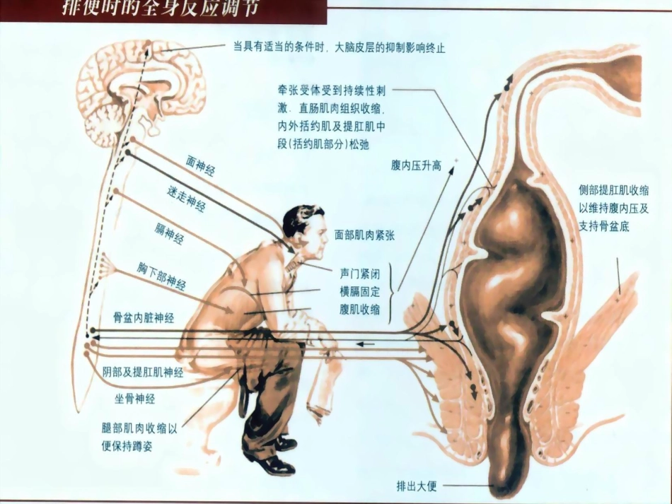 便秘健康讲座_第4页