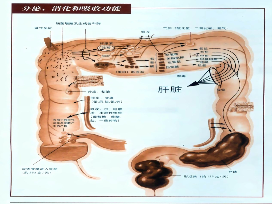 便秘健康讲座_第5页