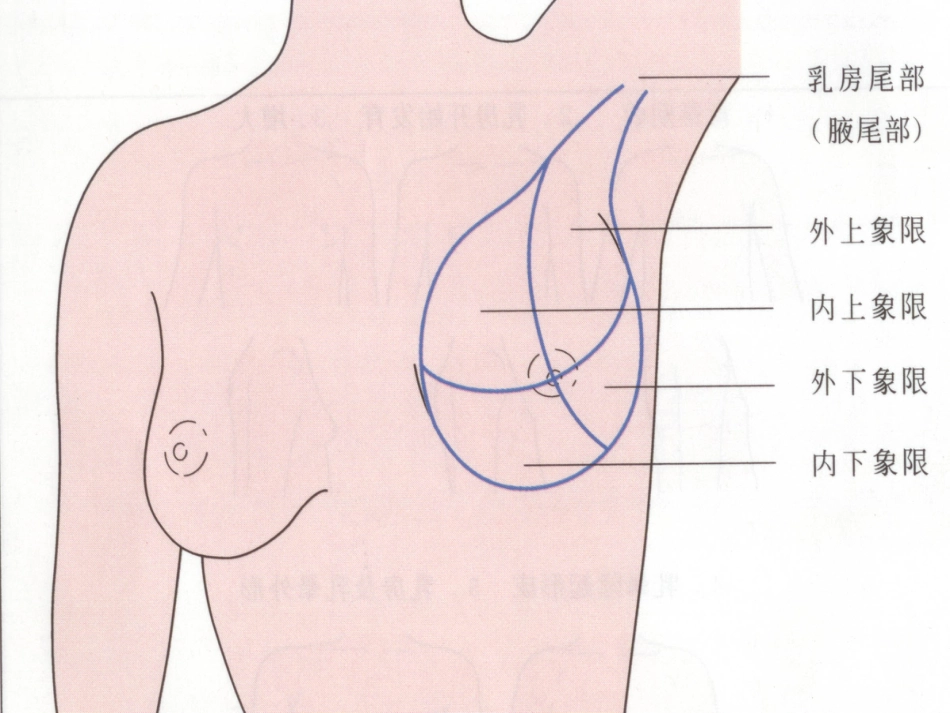 乳腺健康科普讲座_第3页