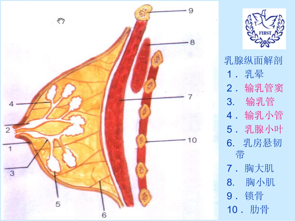 乳腺健康科普讲座_第4页