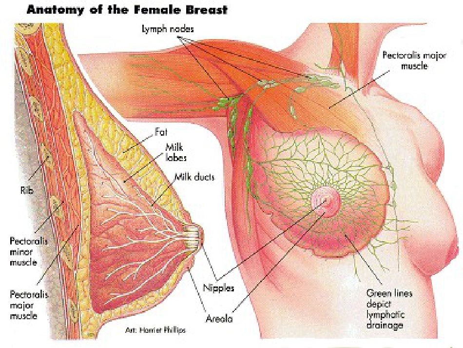 乳腺健康科普讲座_第5页