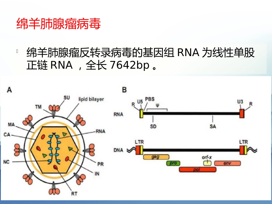 内源性逆转录病毒专题讲座_第3页