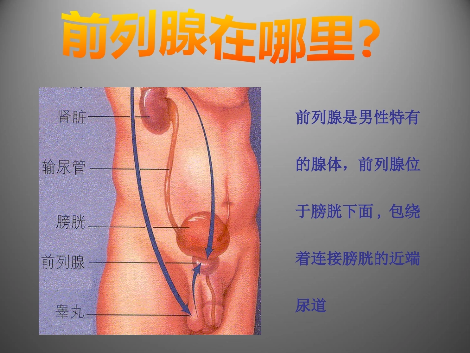 前列腺疾病讲座_第13页