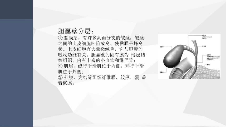 胆囊腺肌症超声PPT小讲座_第5页
