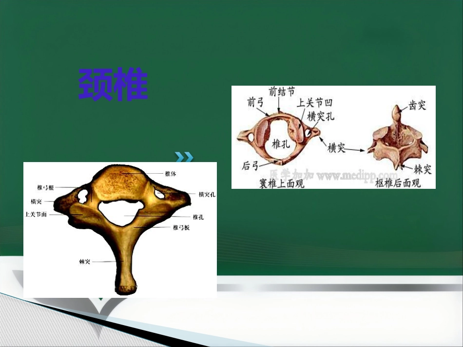颈椎腰椎病科普讲座_第11页