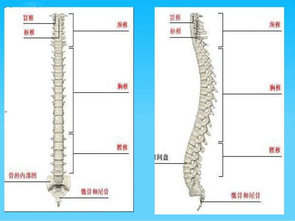 腰腿痛健康讲座_第5页