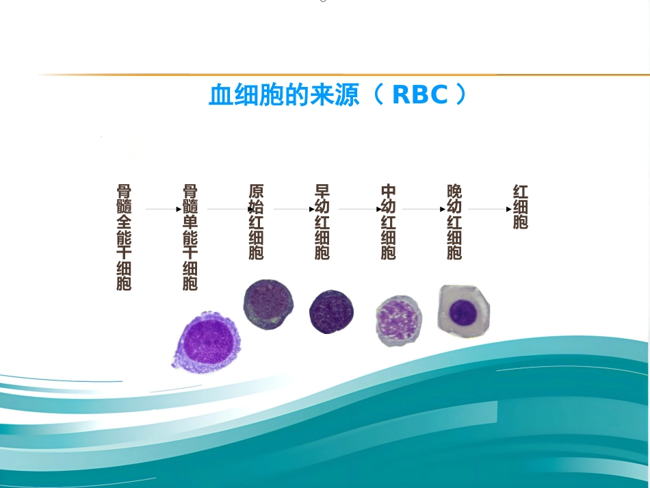 血液学基础讲座ppt课件_第10页