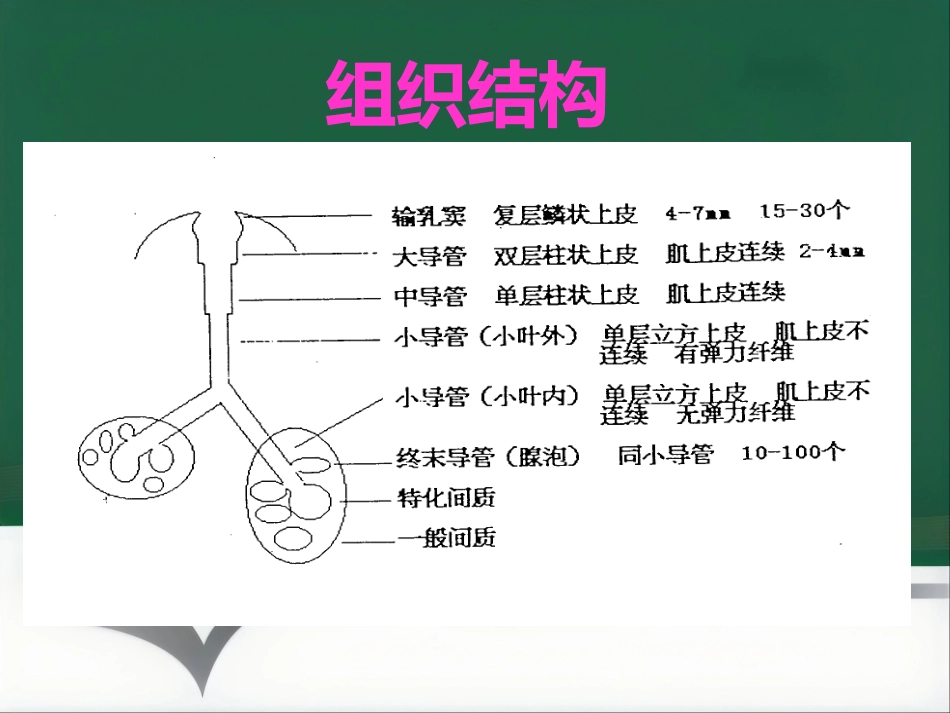乳腺病理要点讲座_第12页