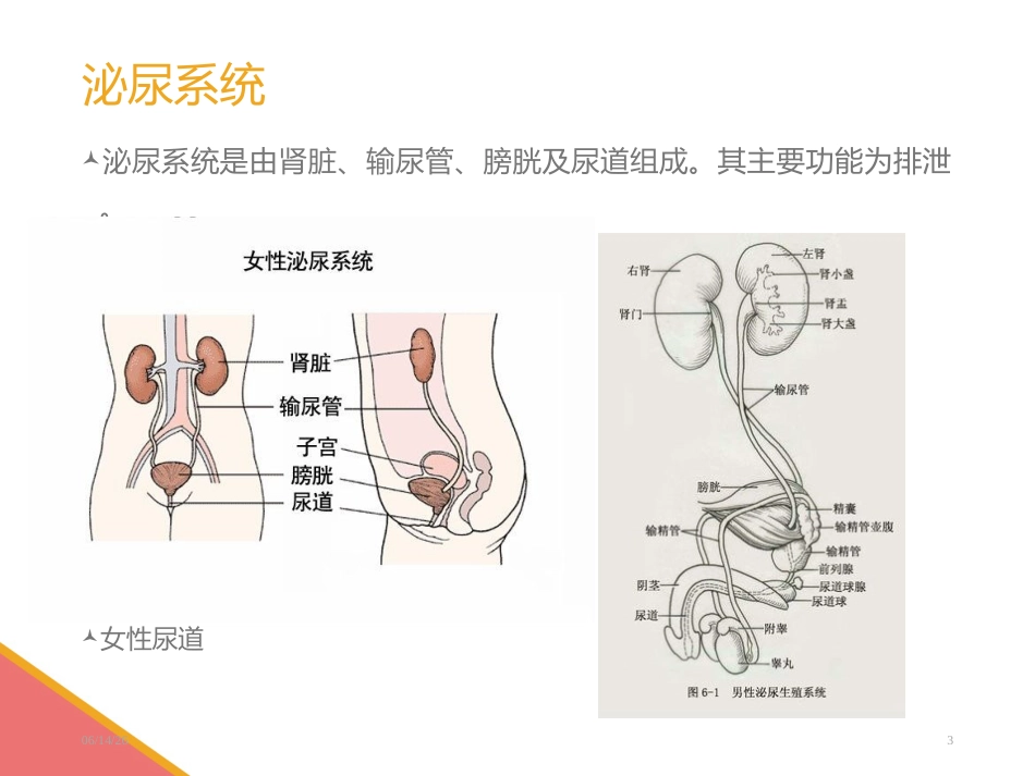 男性导尿术-PPT课件_第3页