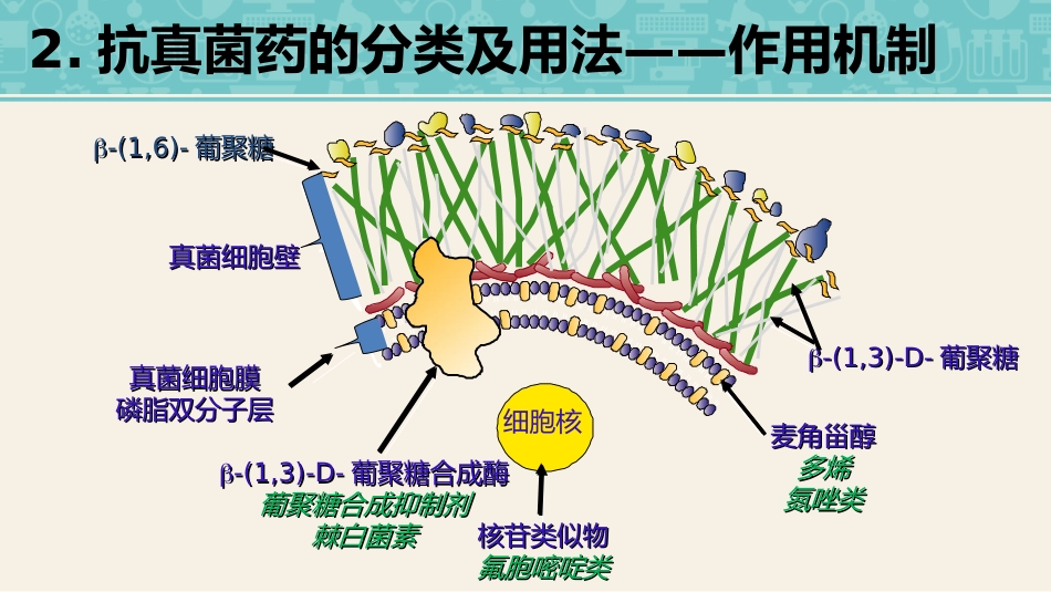 侵袭性真菌感染_第13页