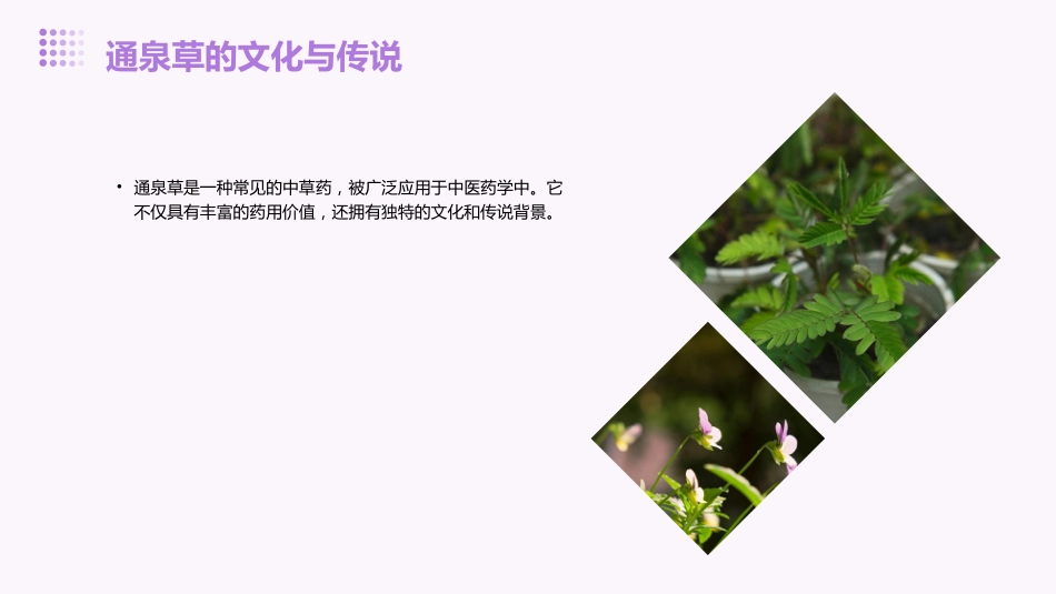 通泉草的功效与作用_第14页