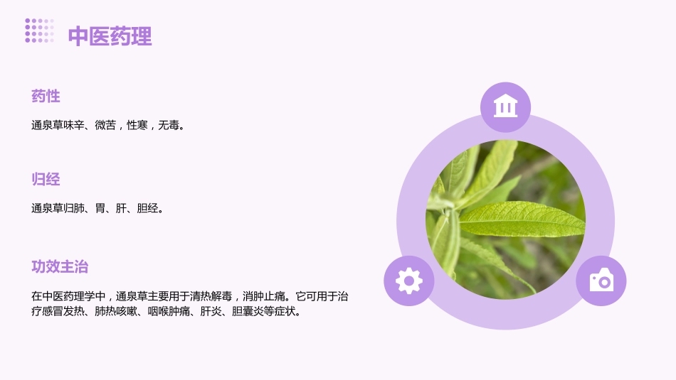 通泉草的功效与作用_第6页