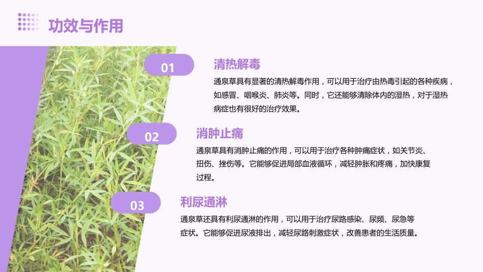 通泉草的功效与作用_第7页