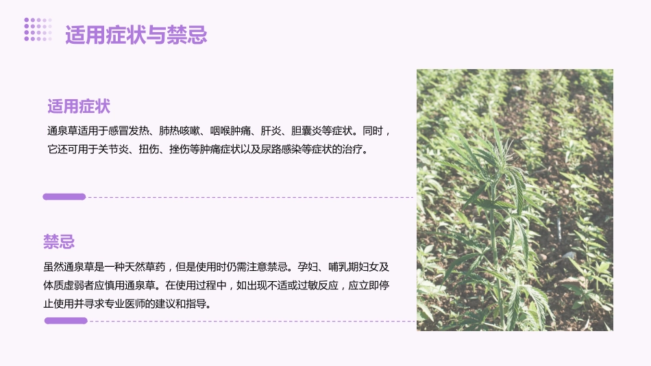 通泉草的功效与作用_第8页