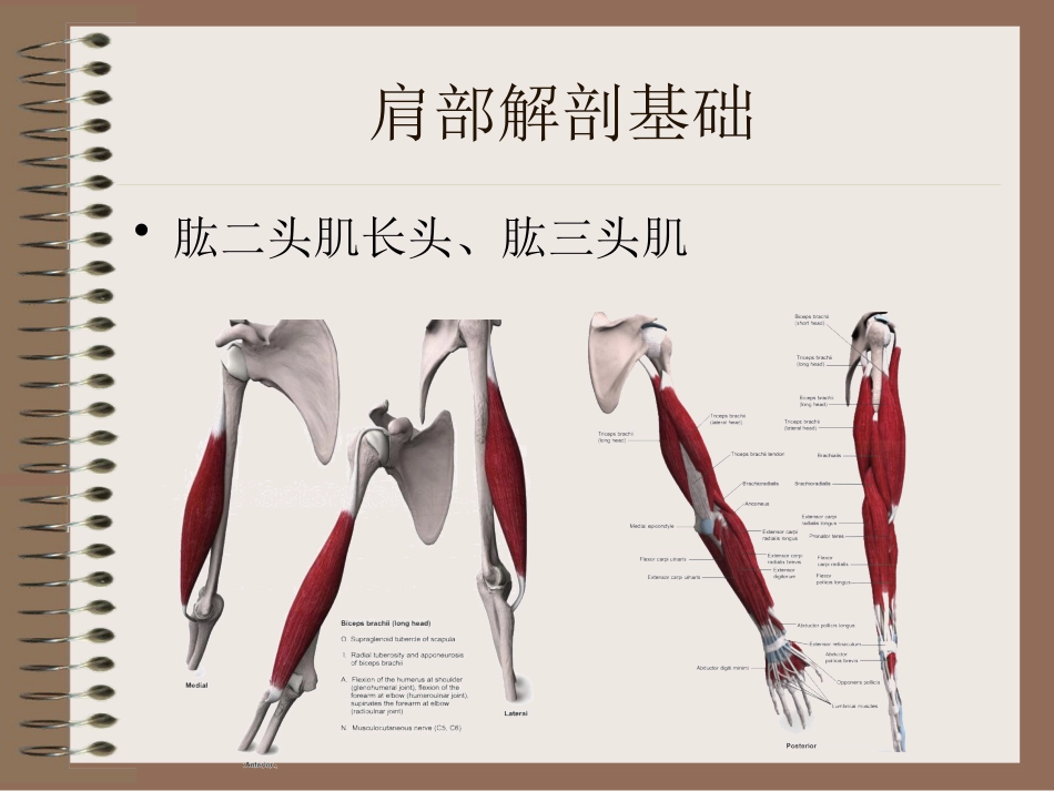 肩周炎的中医辨证治疗PPT课件_第10页