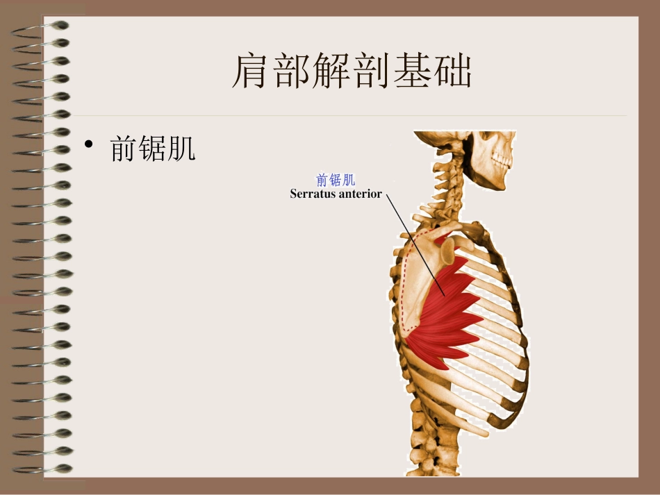 肩周炎的中医辨证治疗PPT课件_第12页