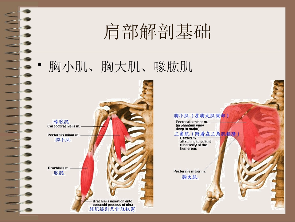 肩周炎的中医辨证治疗PPT课件_第13页