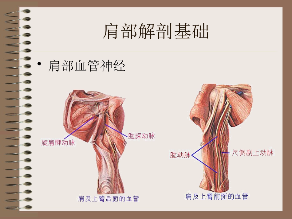 肩周炎的中医辨证治疗PPT课件_第14页