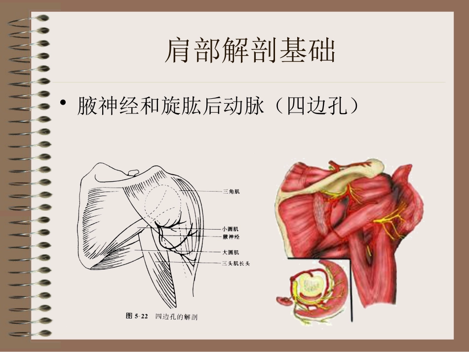 肩周炎的中医辨证治疗PPT课件_第15页