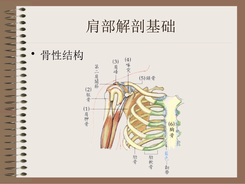肩周炎的中医辨证治疗PPT课件_第4页