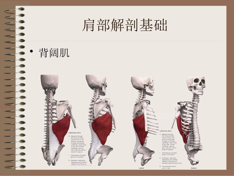 肩周炎的中医辨证治疗PPT课件_第8页