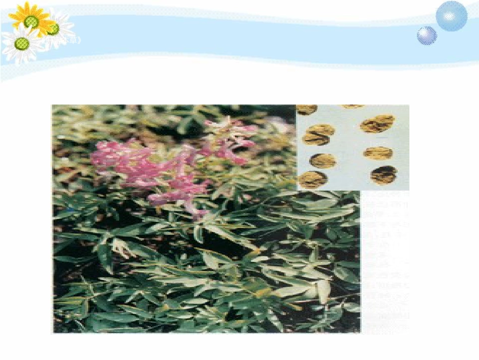 中药学——补虚药活血化瘀药_第15页