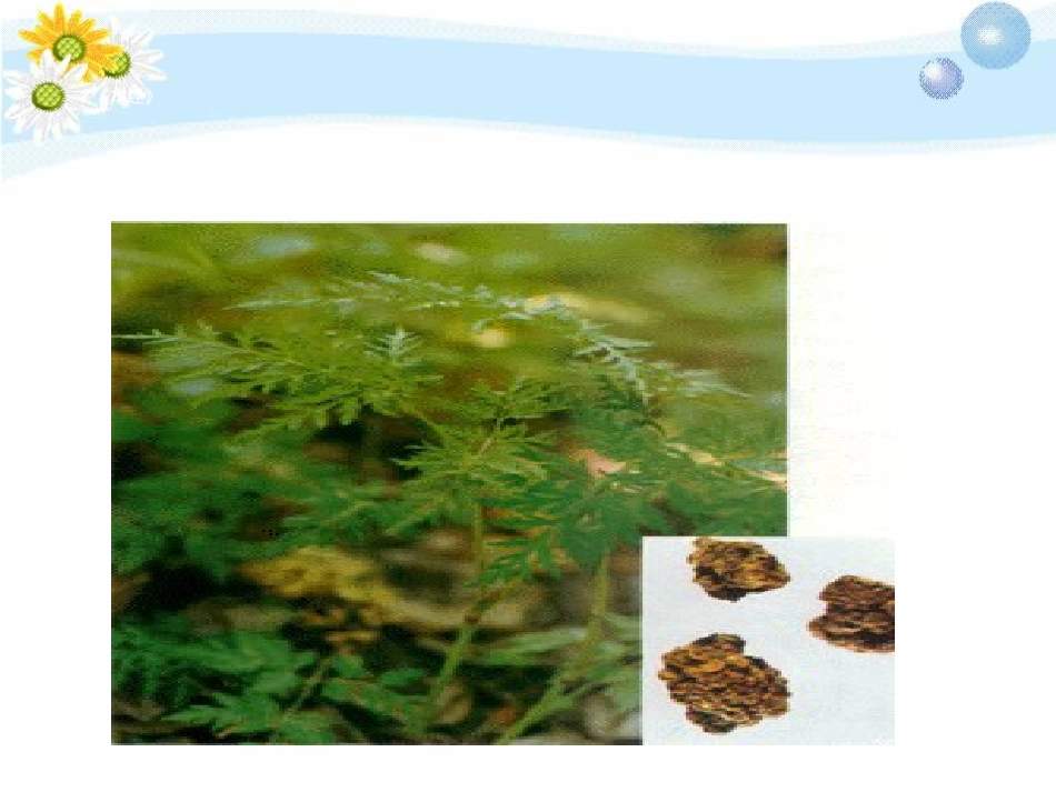 中药学——补虚药活血化瘀药_第6页