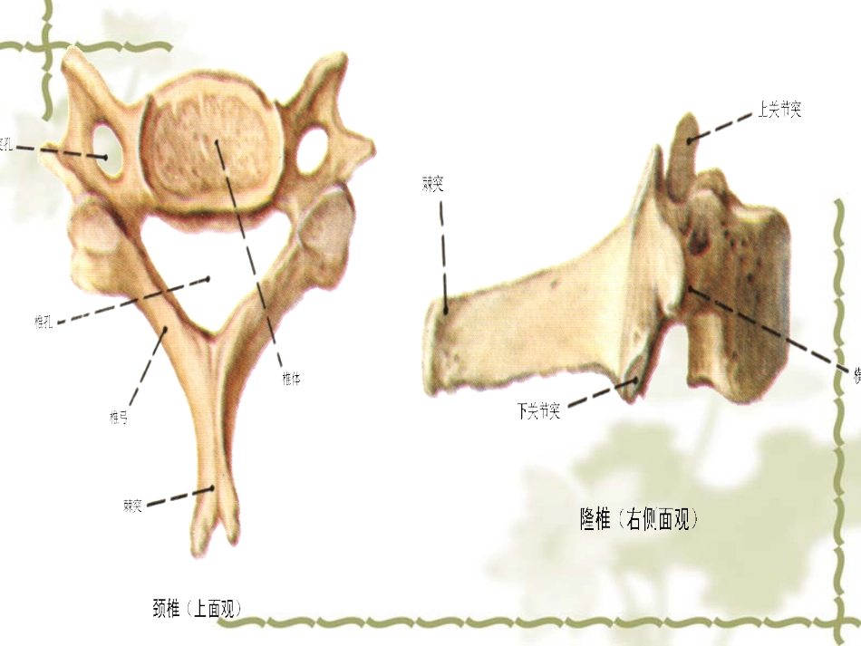 颈椎病中医药防治_第8页