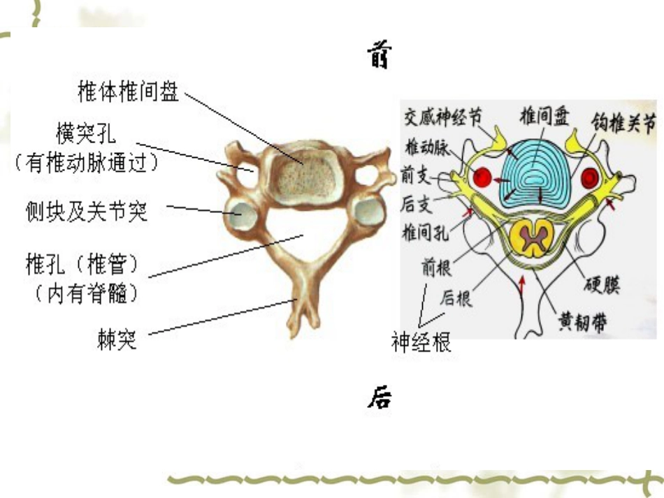 颈椎病中医药防治_第9页
