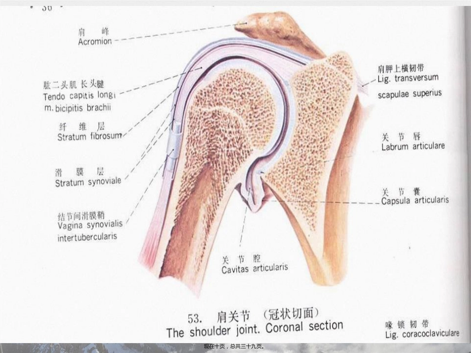 肩周炎的中医推拿治疗讲课_第10页